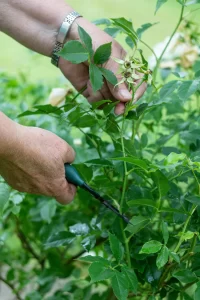 Cuidado de Jardín